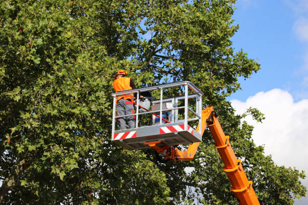 How Our Tree Care Process Works  in  Pearl Beach, MI