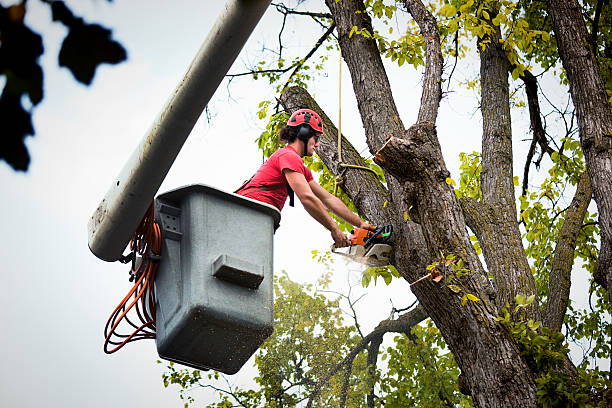 Best Tree Cabling and Bracing  in Pearl Beach, MI